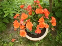 begonien_2306.webp