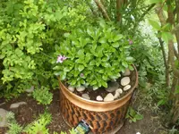 bornholmer_margarite.webp