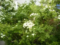 busch_bluete.webp
