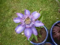 Clematis Multi Blue.webp