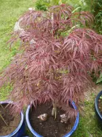 roter_ahorn.webp