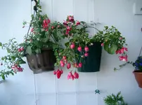 Fuchsie8.webp