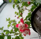 Fuchsie4.webp
