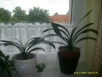 Garten 005.webp