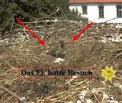 vogelnest2.webp