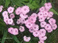 HPIM4809.webp
