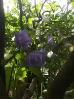 HPIM4808.webp