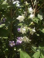 HPIM4807.webp