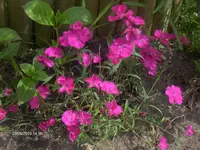 HPIM4805.webp
