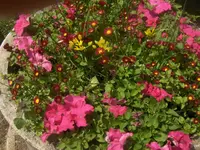 HPIM4800.webp