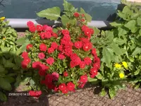 HPIM4798.webp