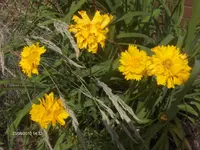 HPIM4796.webp