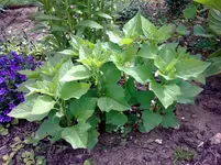 Bild0332.webp