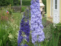 013.webp