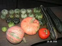 95040.webp