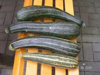 96681.webp