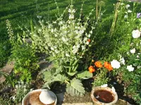Unbekannt am 23.06.10 001.webp
