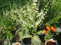 Unbekannt am 23.06.10 002.webp