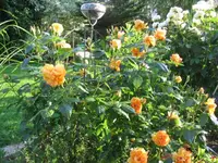 Unbekannt am 23.06.10 008.webp
