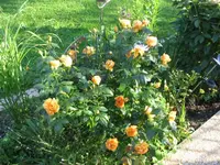 Unbekannt am 23.06.10 007.webp