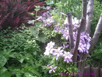 Clemi.webp