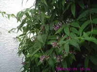 Henry2.webp