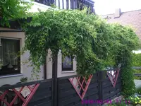 Weinranken.webp