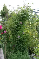 DSC03191.webp