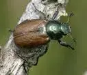 images.webp