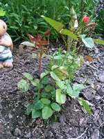 DSCF3558.webp