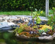Bachstelze badet.webp