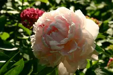 IMG_0208.webp