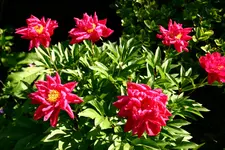 IMG_0198.webp