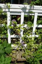 Multi Blue 3059.webp