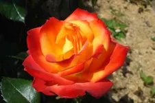 DSC03069.webp