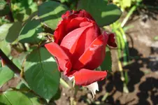 DSC03072.webp