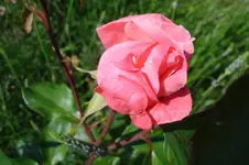 DSC03073.webp