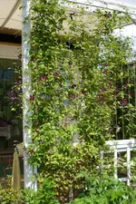 Jackmanii 3058.webp