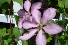 Mary Hunt 3060.webp