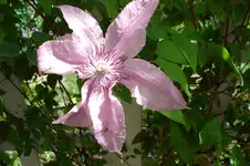 Piilu 3056.webp
