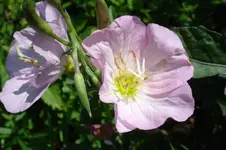 Nachtkerze O. speziosa Rosea 3074.webp