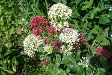 Spornblume 3068.webp