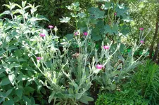 Vexiernelke 3070.webp