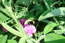 Wicken 3065.webp