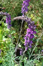 DSC03066.webp