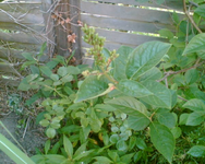 Baum rechte Seite 2.webp