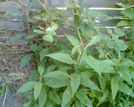 was ist das rechte Seite.webp