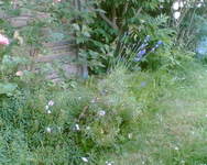 Lavendel rechte Seite.webp