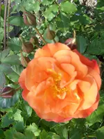 Garten 001.webp