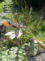 Garten 002.webp
